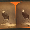 The Centennial photograph of "Old Abe," the live Wisconsin war eagle. Agricultural Hall, (International exposition), Philadelphia, 1876.