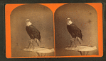 The Centennial photograph of "Old Abe," the live Wisconsin war eagle. Agricultural Hall, (International exposition), Philadelphia, 1876.