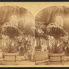 Latonia barbonica [?], Floral Hall.