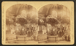 Latonia barbonica [?], Floral Hall.