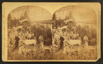 Mrs. Maxwell's Rocky Mountain Museum series, Colorado building.