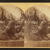 Sea lions, U.S. Government building.