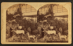 Mrs. Maxwell's Rocky Mountain Museum series.