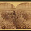 Horti[cultural] Hall, interior, from N. Gallery.