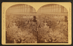 Horti[cultural] Hall, interior, from N. Gallery.