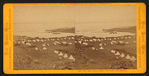 Tule Lake Camp, South; Tule Lake in the distance.