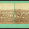 View of a group picking cranberries.