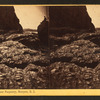 View near Purgatory, Newport, R.I.