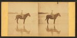 Girl on horseback in the beach.
