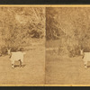 View of a goat.
