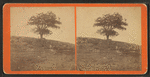Ancient Nutmeg Tree, near Mount Hope.