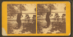 Black Bear, Rocky Point, R.I.