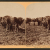 Plantation negroes carrying rice in South Carolina, U.S.A.
