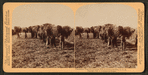 Plantation negroes carrying rice in South Carolina, U.S.A.