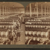 In the great spinning-room - 104,000 spindles - Olympian Cotton Mills, Columbia, S.C.