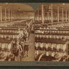 In the great spinning-room - 104,000 spindles - Olympian Cotton Mills, Columbia, S.C.