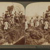 A rice raft, South Carolina.