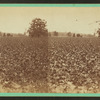 Cotton field.