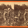Cotton field.