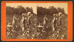 Cotton field.