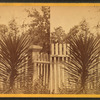Spanish bayonet.