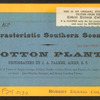Cotton plant.
