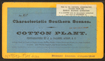 Cotton plant.