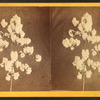 Cotton plant.