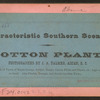 Cotton plant.