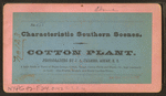 Cotton plant.