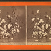 Cotton plant.