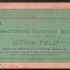 Cotton field.