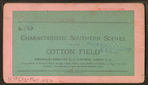 Cotton field.