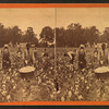 Cotton field.
