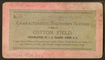 Cotton field.