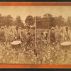 Cotton field.