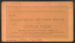 Cotton field.