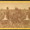 Cotton field.