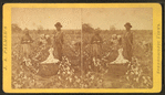 Cotton field.