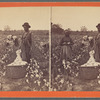 Cotton field.