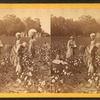 Cotton field.