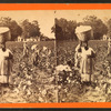 Cotton field.