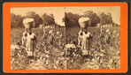 Cotton field.