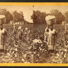 Cotton field.