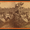 Group in cotton field.