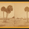 Group of palmetto trees, near Fort Moultrie, Sullivan's Island, S.C.