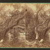 Magnolia cemetery.
