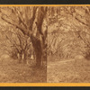 Avenue of Oaks, near Beaufort, S.C.
