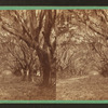 Avenue of Oaks, near Beaufort, S.C.