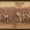 Laborers returning at sunset from picking cotton, on Alex. Knox's plantation, Mount Pleasant, near Charleston, S.C.
